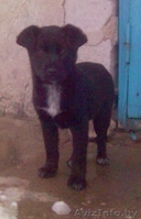 Щенки в дар - Изображение #1, Объявление #884888