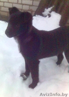 Щенки в дар - Изображение #2, Объявление #884888