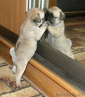 Мопса щенки бежевого и черного окраса - Изображение #1, Объявление #904599