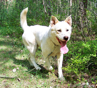 Лари - ждёт новых хозяев  - Изображение #1, Объявление #898169