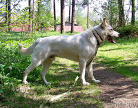 Лари - ждёт новых хозяев  - Изображение #2, Объявление #898169