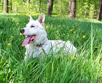 Лари - ждёт новых хозяев  - Изображение #3, Объявление #898169