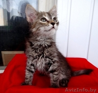 Котенок Пуся -пушистое счастье для Вас! - Изображение #1, Объявление #896020