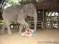 Массаж на дому.Тайский йога массаж,классический массаж - Изображение #3, Объявление #905723