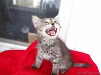 Котенок Пуся -пушистое счастье для Вас! - Изображение #4, Объявление #896020