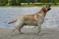 Щенки лабрадора-ретривера Родословная, клеймо, прививки, дрессировка! - Изображение #9, Объявление #895952