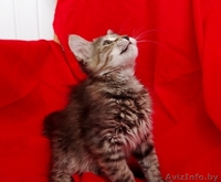 Котенок Пуся -пушистое счастье для Вас! - Изображение #7, Объявление #896020