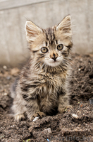 Маленький котенок в добрые руки - Изображение #1, Объявление #903918