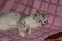  Знакомьтесь, маленькая принцесса– Снежана.  - Изображение #1, Объявление #906339