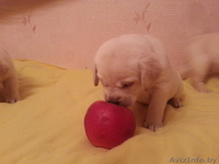 Продам Щенков лабрадора палевого цвета - Изображение #3, Объявление #894053