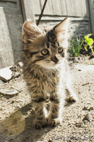 Маленький котенок в добрые руки - Изображение #2, Объявление #903918