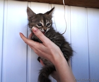 Котенок Пуся -пушистое счастье для Вас! - Изображение #6, Объявление #896020