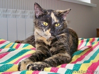 Люся - кошечка поросток цвета специй - Изображение #2, Объявление #898171