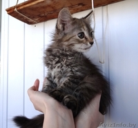 Котенок Пуся -пушистое счастье для Вас! - Изображение #2, Объявление #896020