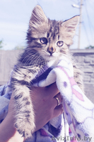 Маленький котенок в добрые руки - Изображение #3, Объявление #903918