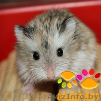 Хомячата Роборовского! - Изображение #4, Объявление #893104