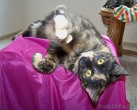 Люся - кошечка поросток цвета специй - Изображение #3, Объявление #898171