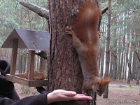 Продам белочек 80333360004 - Изображение #3, Объявление #906814