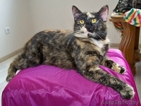 Люся - кошечка поросток цвета специй - Изображение #1, Объявление #898171