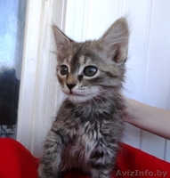 Котенок Пуся -пушистое счастье для Вас! - Изображение #5, Объявление #896020