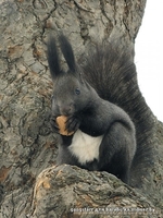 Продам белочек 80333360004 - Изображение #2, Объявление #906814