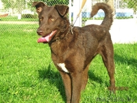 Чока Пай- юная шоколадная собака в дар! - Изображение #1, Объявление #903897