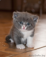 Очаровательные британские котята (недорого)!!!! - Изображение #3, Объявление #894197