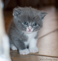 Очаровательные британские котята (недорого)!!!! - Изображение #4, Объявление #894197