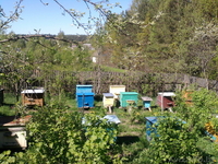 Пасека. Семьи пчел. Инвентарь пчеловода. Срочно. Недорого. - Изображение #2, Объявление #907376