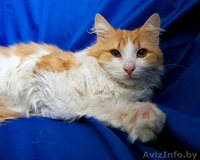 Тимоша - солнечный котик в дар - Изображение #3, Объявление #898170
