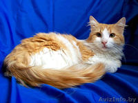 Тимоша - солнечный котик в дар - Изображение #1, Объявление #898170