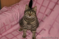  В дар кошечка Хани (в переводе с англ. "Honey"-сладкая, мед) - Изображение #3, Объявление #906340