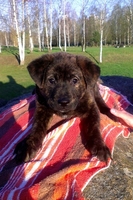 Плюшевые щенки  - Изображение #2, Объявление #893615