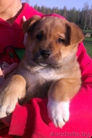 Плюшевые щенки  - Изображение #3, Объявление #893615