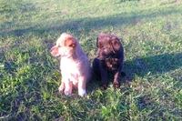 Плюшевые щенки  - Изображение #1, Объявление #893615