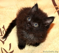 Котёнок чёрный с привкусом шоколада 1,5 мес в дар! - Изображение #1, Объявление #904535