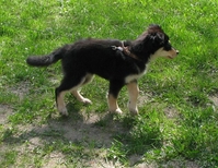 Марта ищет новый дом! - Изображение #3, Объявление #904654