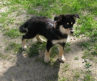 Марта ищет новый дом! - Изображение #2, Объявление #904654