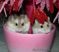 Хомячата Роборовского! - Изображение #3, Объявление #893104