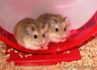 Хомячата Роборовского! - Изображение #1, Объявление #893104