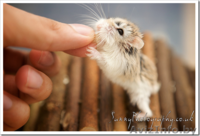 Хомячата Роборовского! - Изображение #6, Объявление #893104