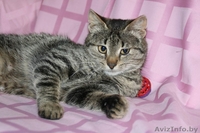 В дар кошечка Хани (в переводе с англ. "Honey"-сладкая, мед) - Изображение #2, Объявление #906340