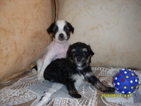 Китайская хохлатая собачка щеночки - Изображение #1, Объявление #523888