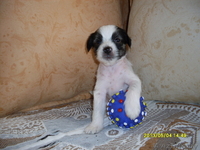 Китайская хохлатая собачка щеночки - Изображение #4, Объявление #523888