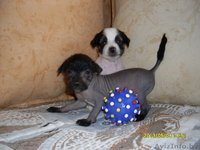 Китайская хохлатая собачка щеночки - Изображение #3, Объявление #523888