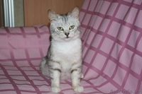  Знакомьтесь, маленькая принцесса– Снежана.  - Изображение #2, Объявление #906339