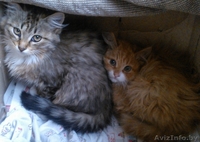 красивые котята в дар - Изображение #2, Объявление #906314