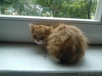 красивые котята в дар - Изображение #4, Объявление #906314