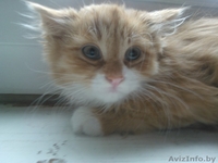 красивые котята в дар - Изображение #5, Объявление #906314