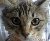 красивые котята в дар - Изображение #1, Объявление #906314
